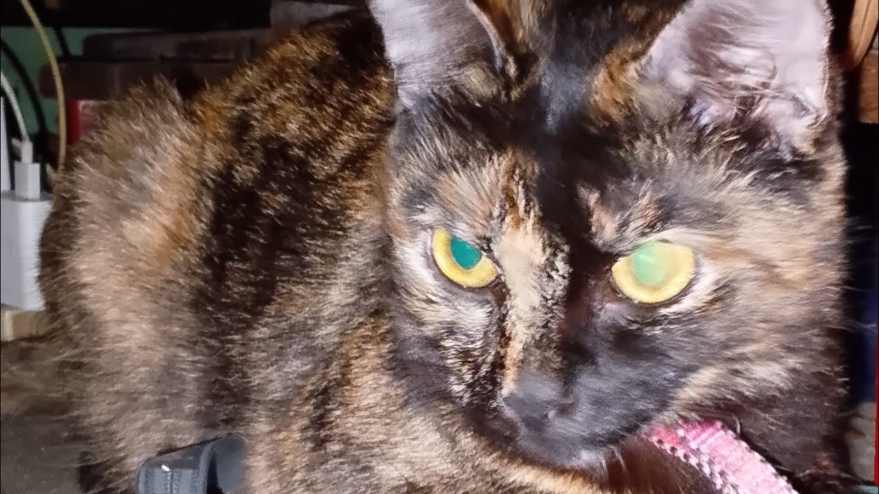 Gracelyn 3130 Tv is live! My Cat Bibi Pakul Still Awake In The Evening
