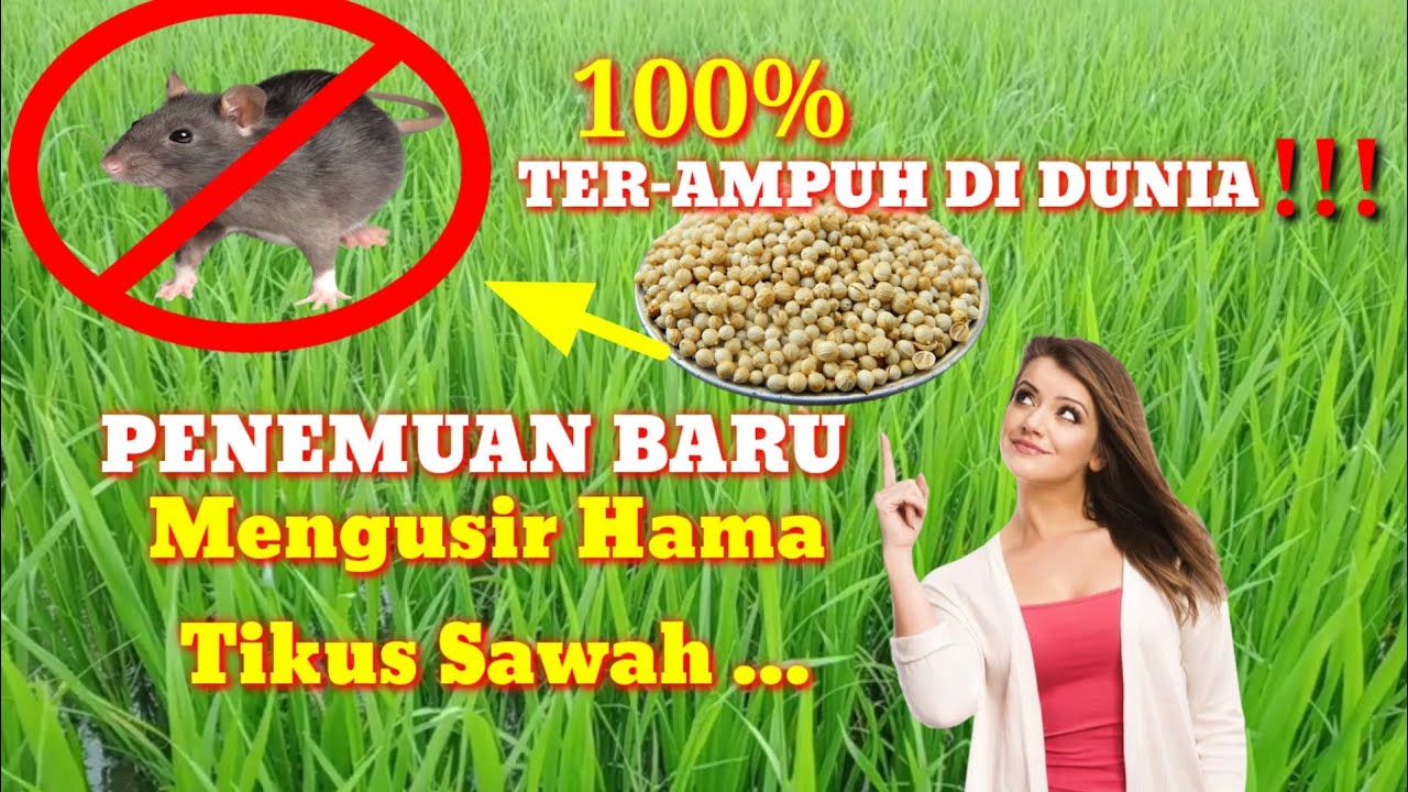 Terbaru ❗❗ Cara aman mengusir tikus padi sawah yg ampuh dan ramah lingkungan