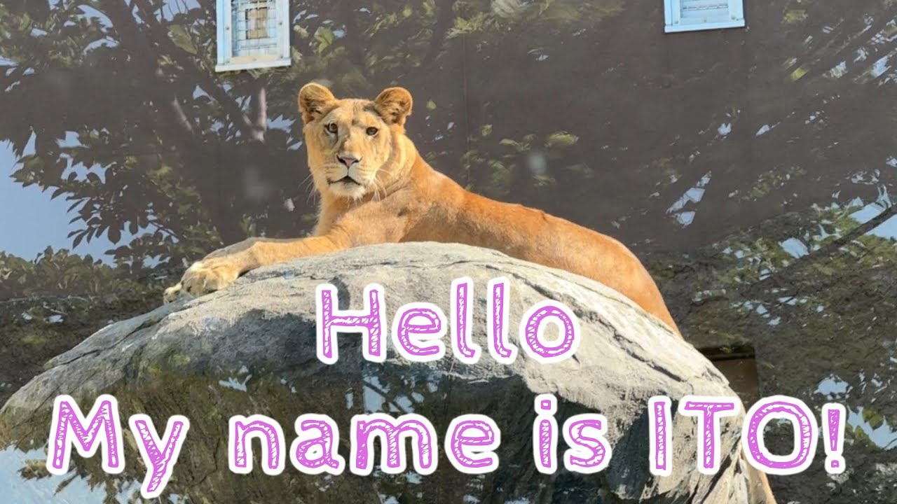 オリジナルソング#74　My name is ITO!～ in Maruyama from Orito family in asahiyama～　#円山動物園　#旭山動物園　#オリトファミリー