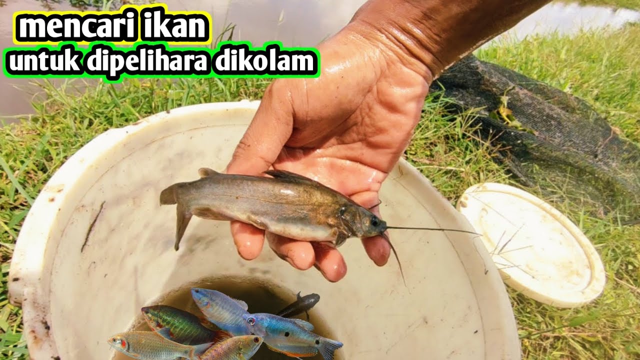 Berburu ikan sawah untuk di masukan ke kolam