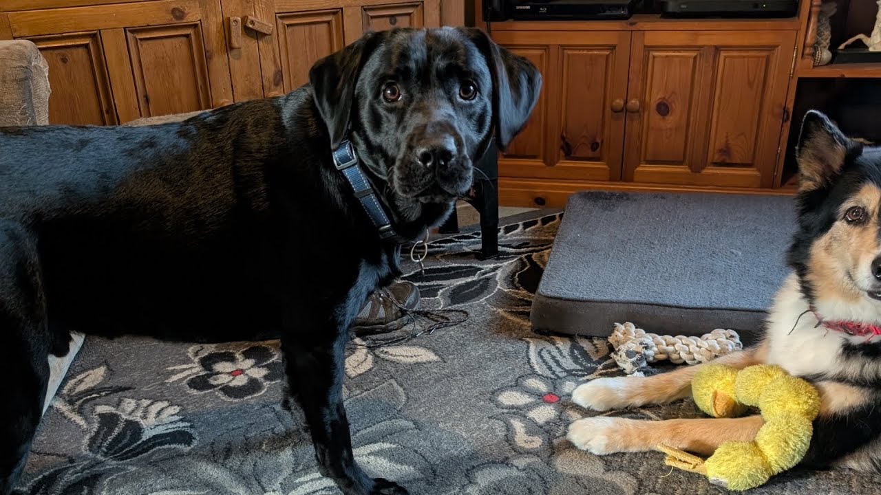 My Labrador got Neutered, Here's Why? #blacklabsquad #vets #spay_and_neuter 