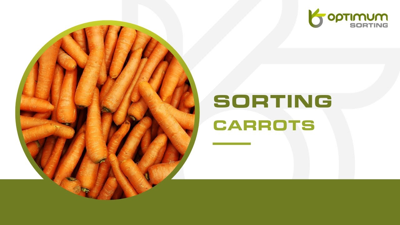 How to sort whole carrots? | Optimum Sorting