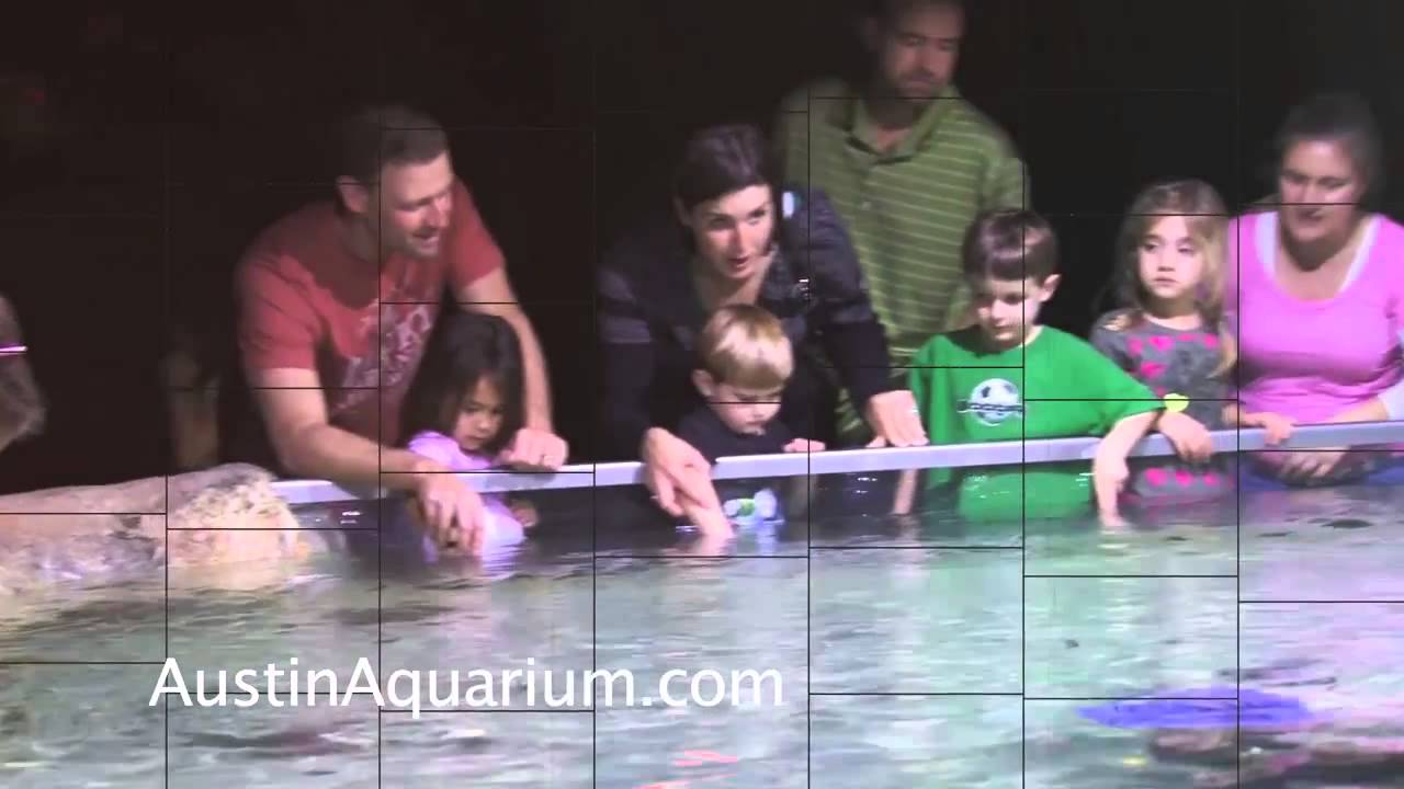 Let's Go to Austin Aquarium