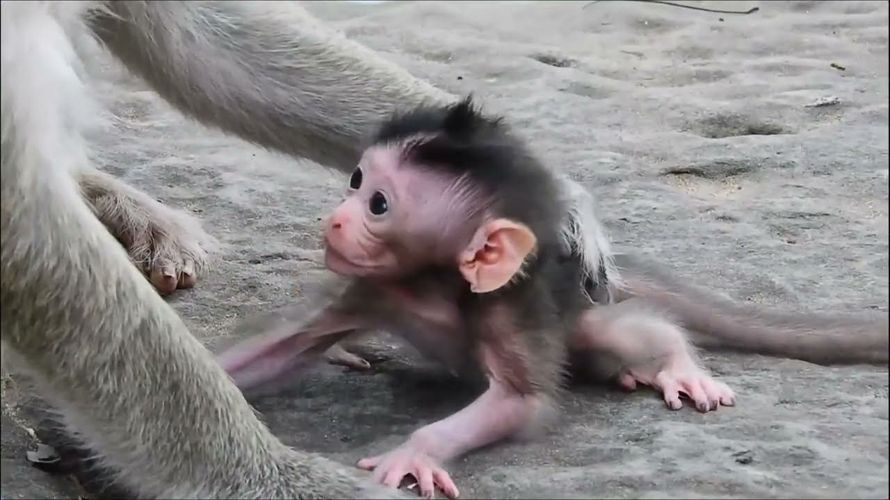 Cute newborn baby monkey trying to walk, but she's still weak.