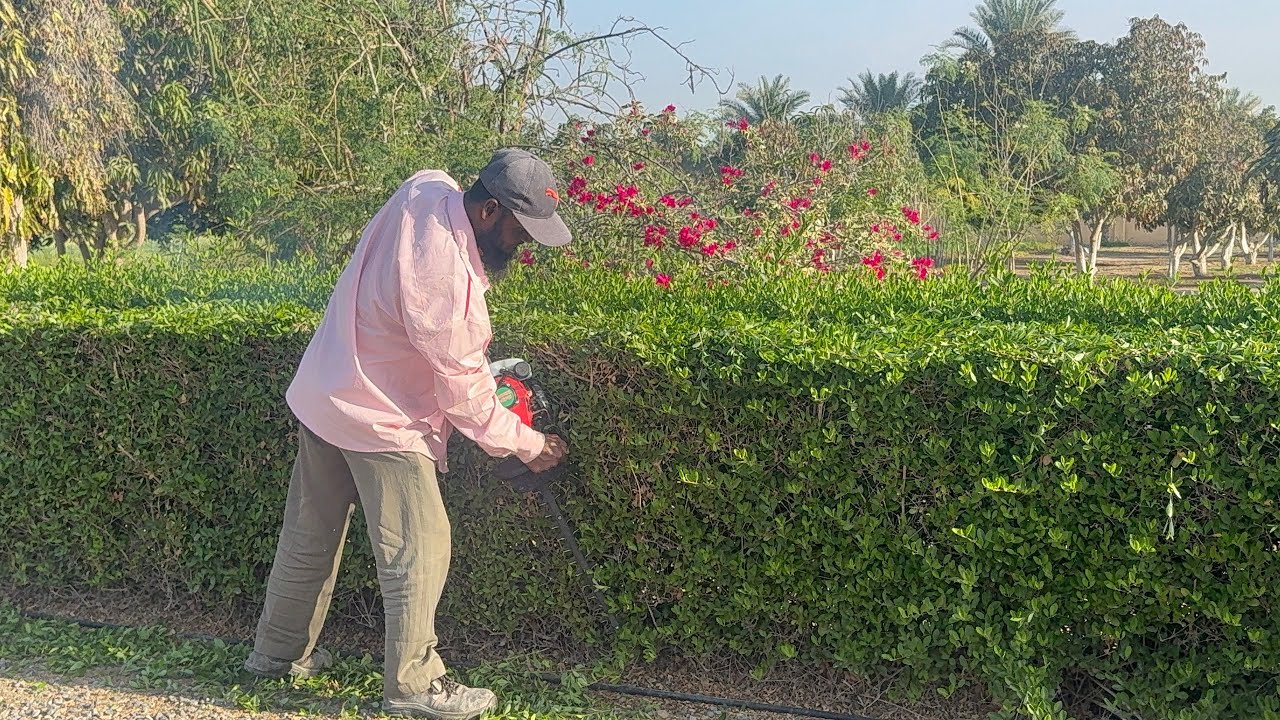 Satisfying Garden Maintenance l Modern Hedge Cutting in Muscat Farm | Bangladeshi Worker in Oman 🇴🇲 