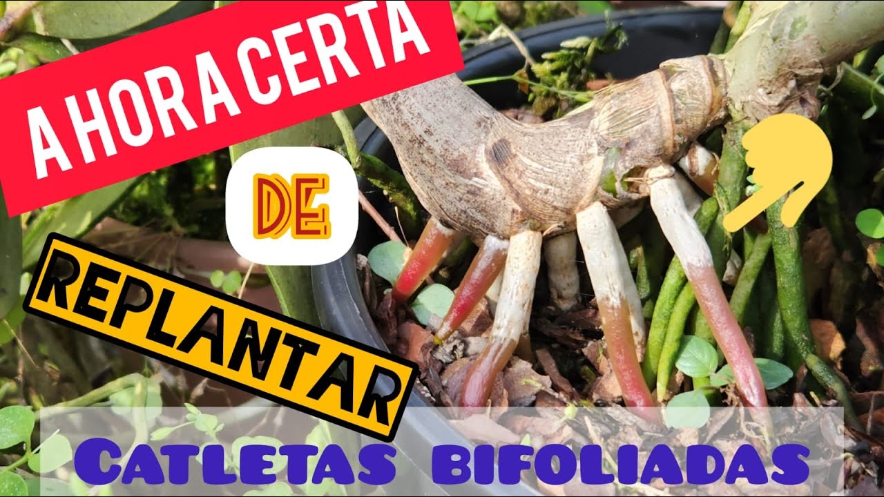 Replante de Cattleyas bifoliadas