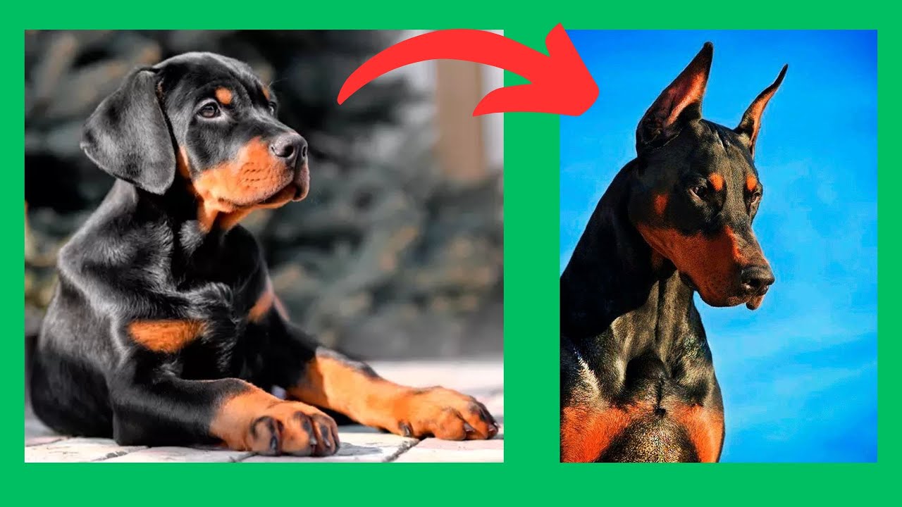 CRECIMIENTO DEL DOBERMAN