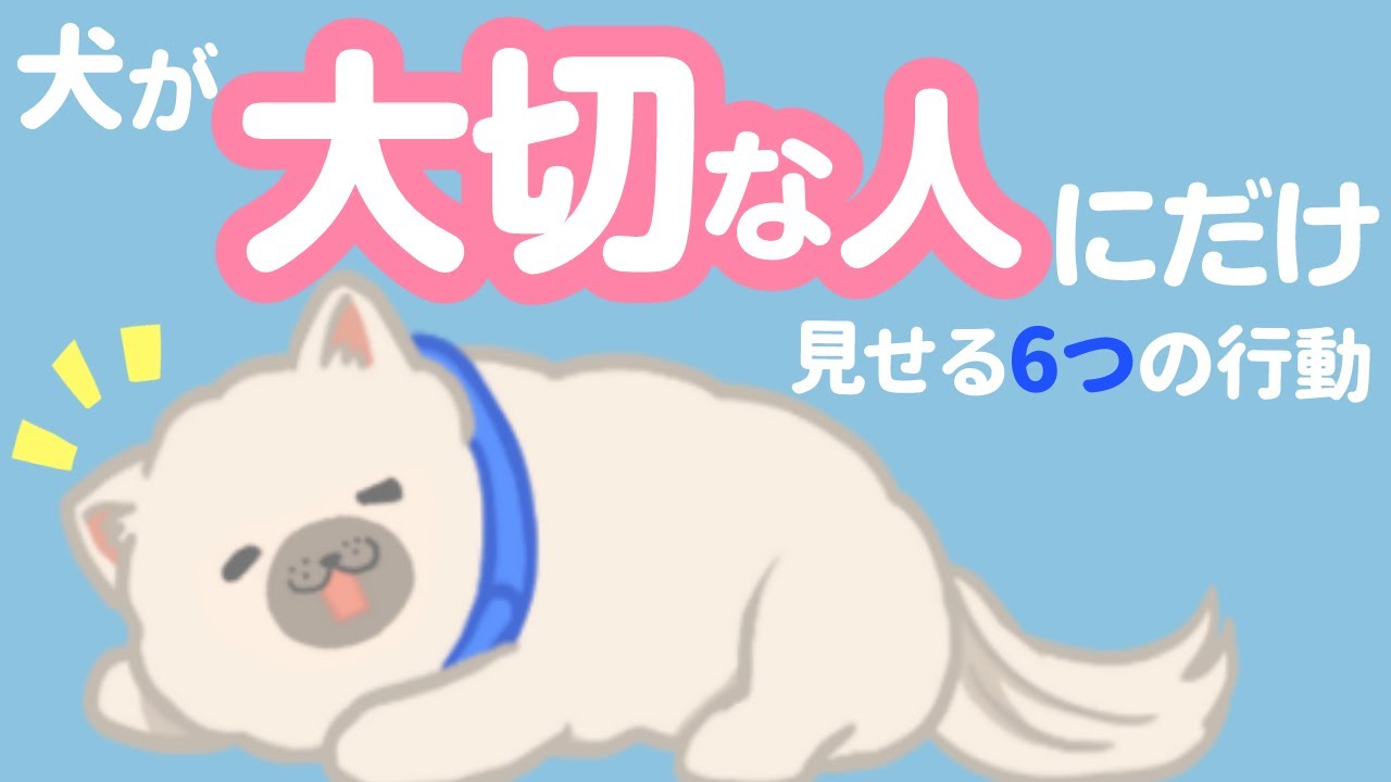 飼い主さんが大切だよ！犬が大切な人にだけ見せる行動