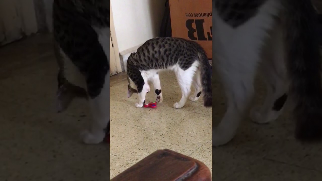 Coco loves playing with fidget spinner!