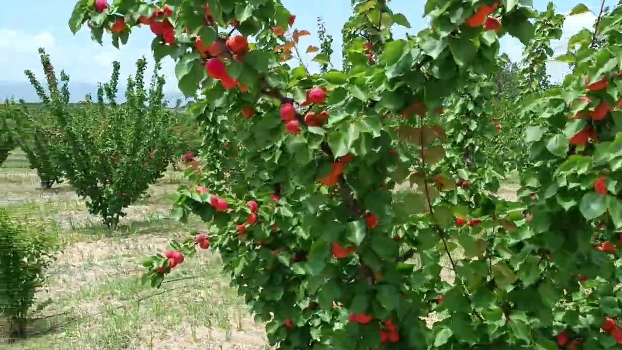 13.05.2023 Pricia Kayısı Hasadı