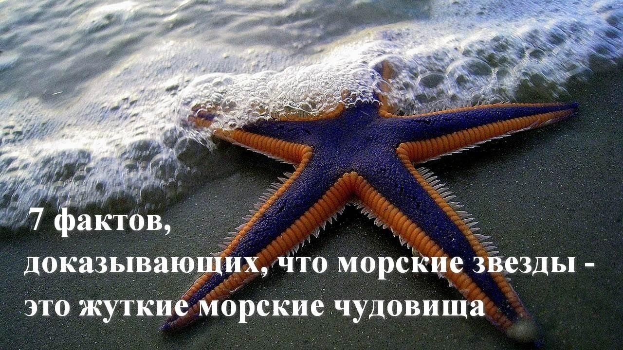 7 фактов, доказывающих, что морские звезды - это жуткие чудовища