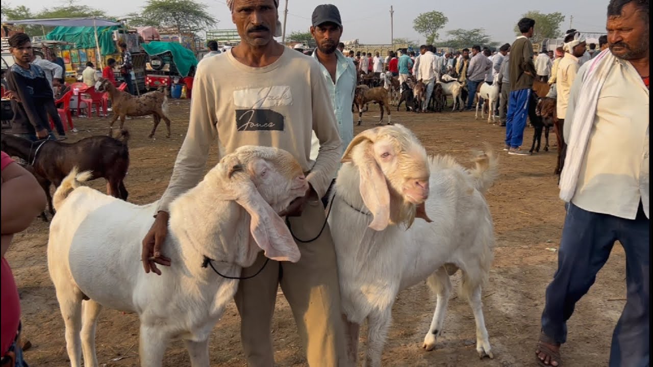 Rajasthan bakra mandi tonk goat market live updet cover with price 7th may 2025