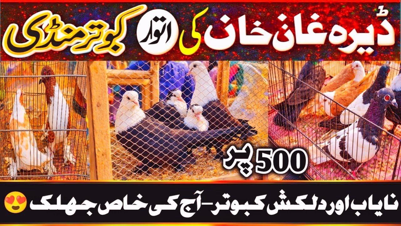 Kabootar Mandi | DGKhan Latest Update | DGKhan Kabutar Mandi | Pigeon Market Dera Ghazi Khan Special