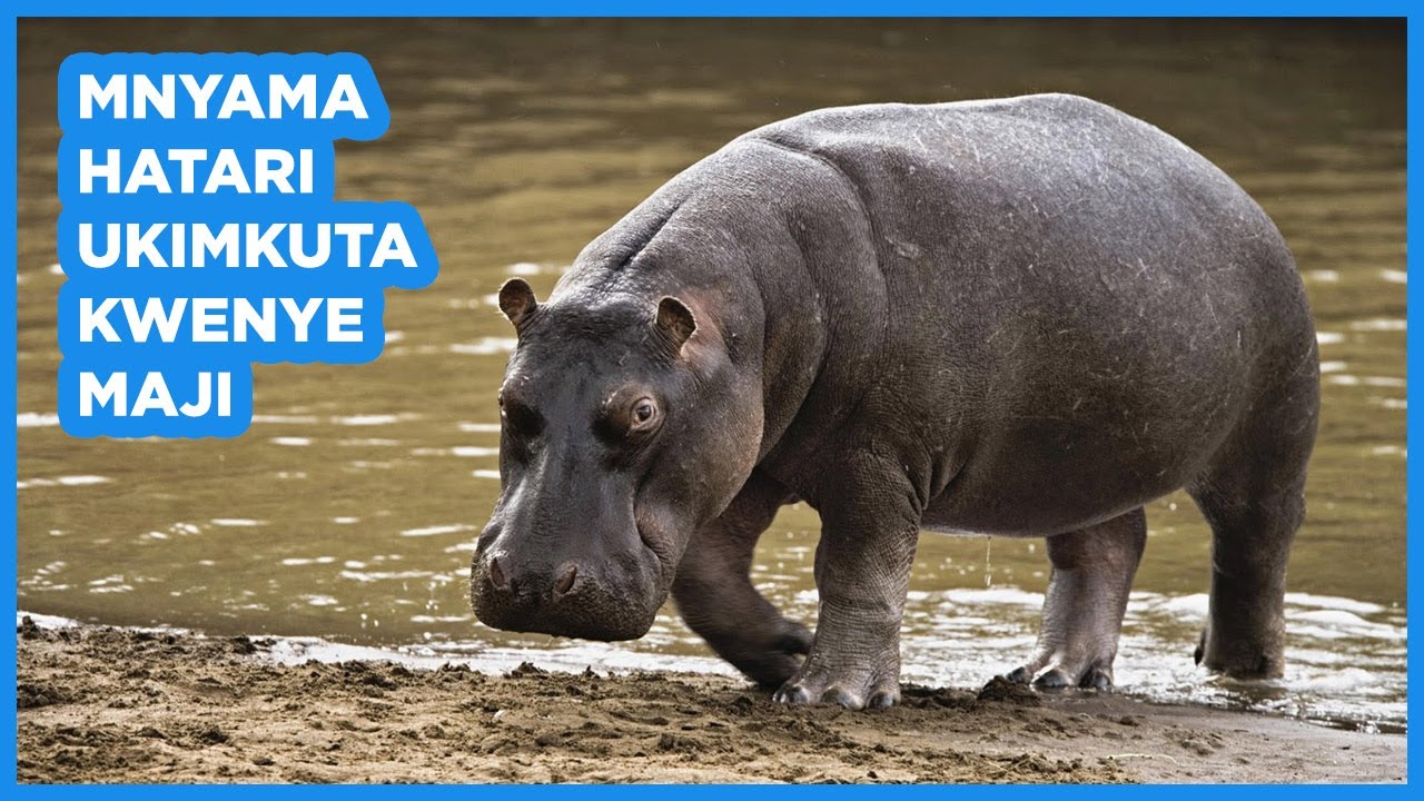 MAAJABU YA KIBOKO, MNYAMA ANAYETUMIA LIPS KULA CHAKULA, UKIMKUTA KWENYE MAJI NI KISANGA