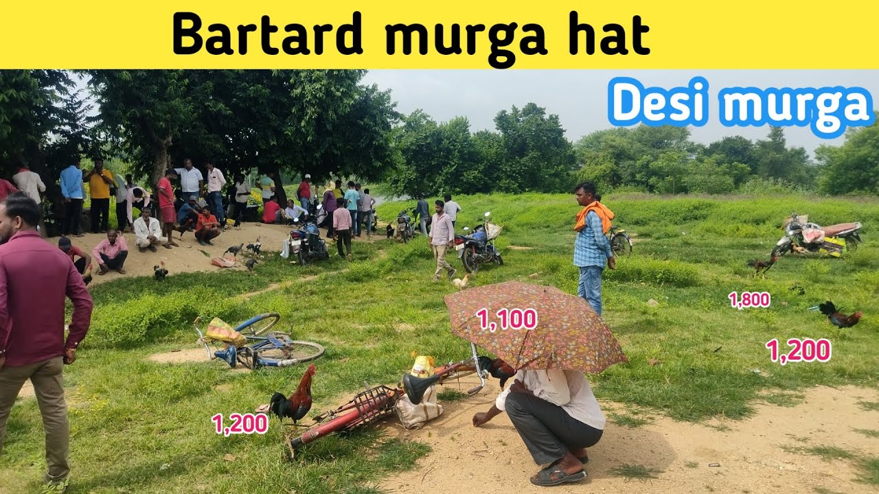Bartard murga hat | Bartard hat | desi murga market 😮