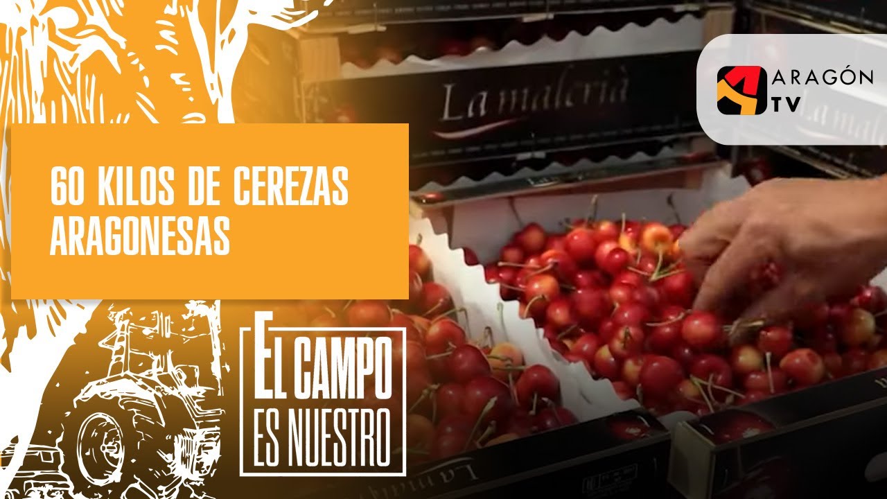 60 kilos de cerezas aragonesas vendidas en 24 horas