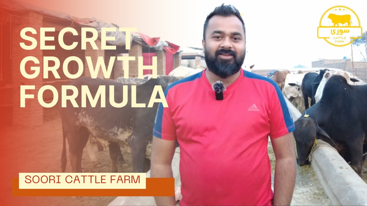COMPLETE SECRET GUIDE | HOW TO ACHIEVE MAXIMUM WEIGHT GAIN IN BULLS | SOORI CATTLE FARM VLOG 25