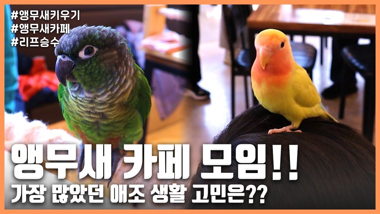 [앵무새키우기] 앵무새 카페 모임!! 가장 많았던 애조 생활 고민은??