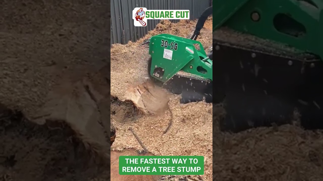 Tree Stump Removal and Grinding Services