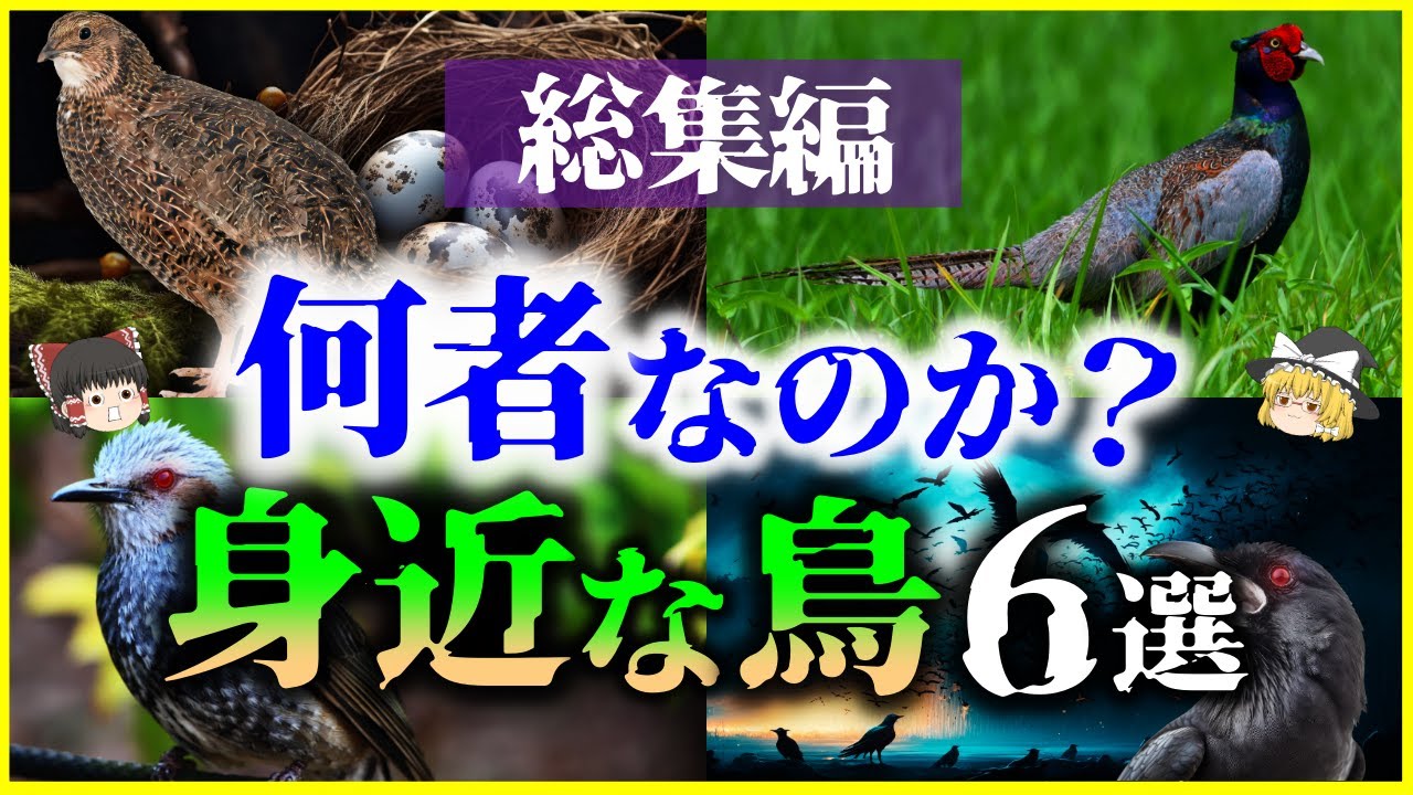 【ゆっくり解説】【総集編】何者なのか？「身近な鳥」6選を解説/ウズラ、キジ、ヒヨドリ、カラス他【作業用】【睡眠用】