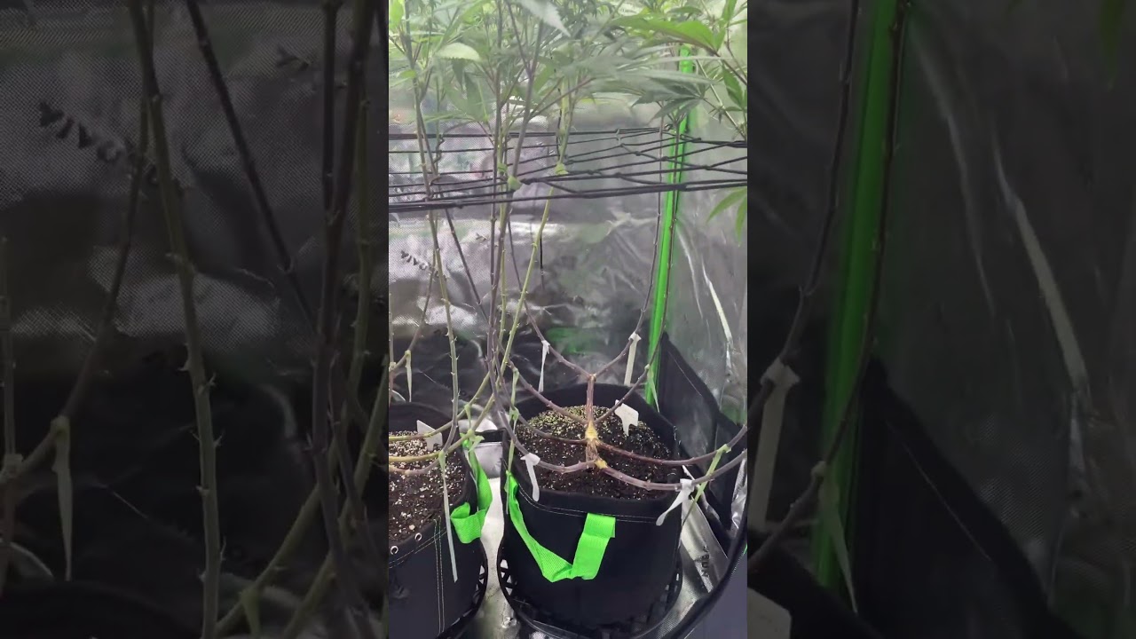 Hulkberry & Special Queen #1 week 3 flower 🌸