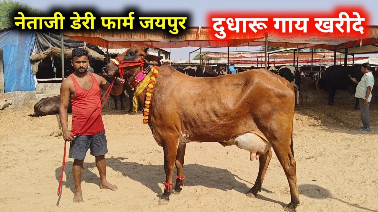 दुधारू गाय खरीदे | जयपुर पशु मंडी शानदार गाय | नेताजी डेरी फार्म  jaipur Pashu hatwada 18 October 25