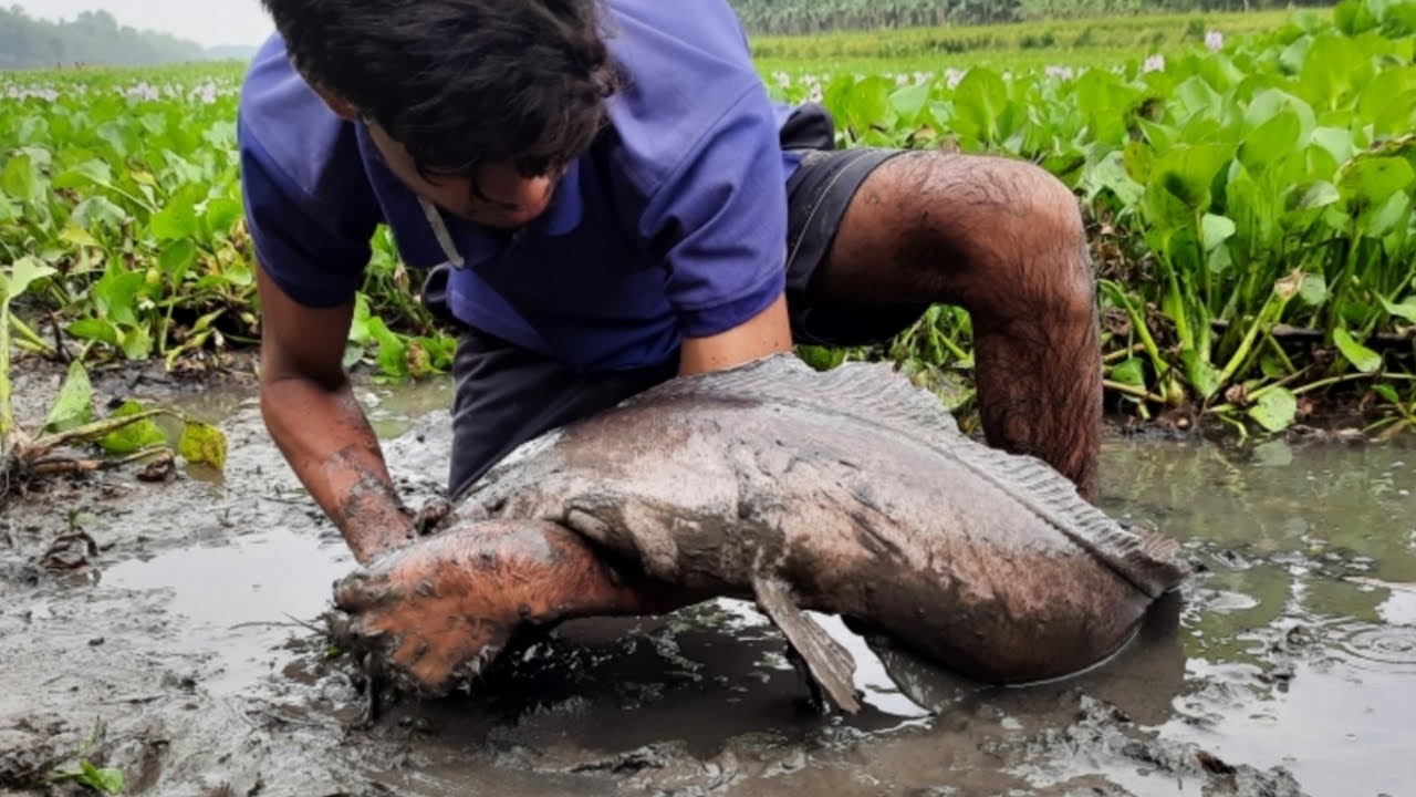 Big Hand Fishing2026. Village Boy Catch  Catfish By Remove Water Hyacinth In River.