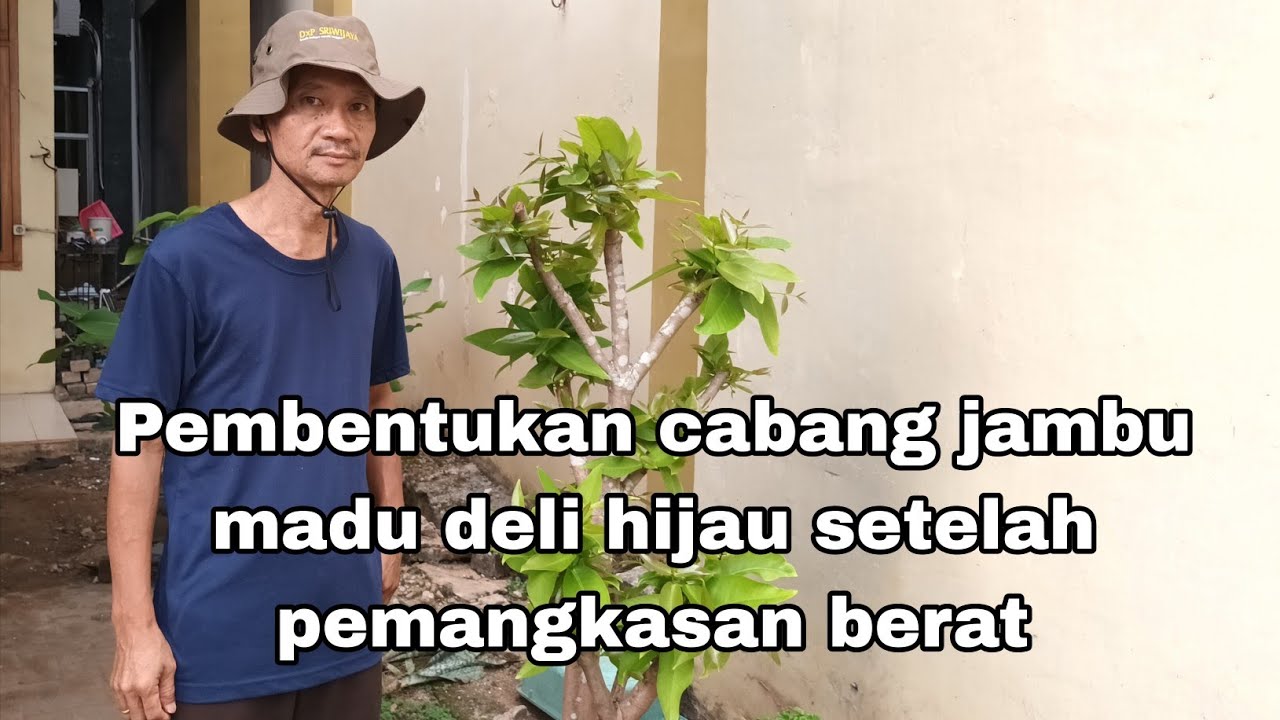 Pembentukan cabang jambu madu setelah pemangkasan berat