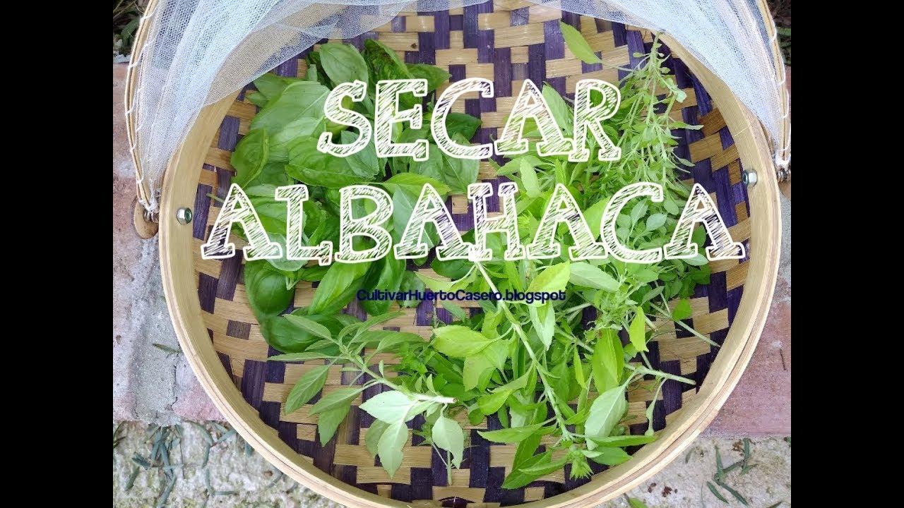 Secar ALBAHACA para conservar. Huerto Ecológico.
