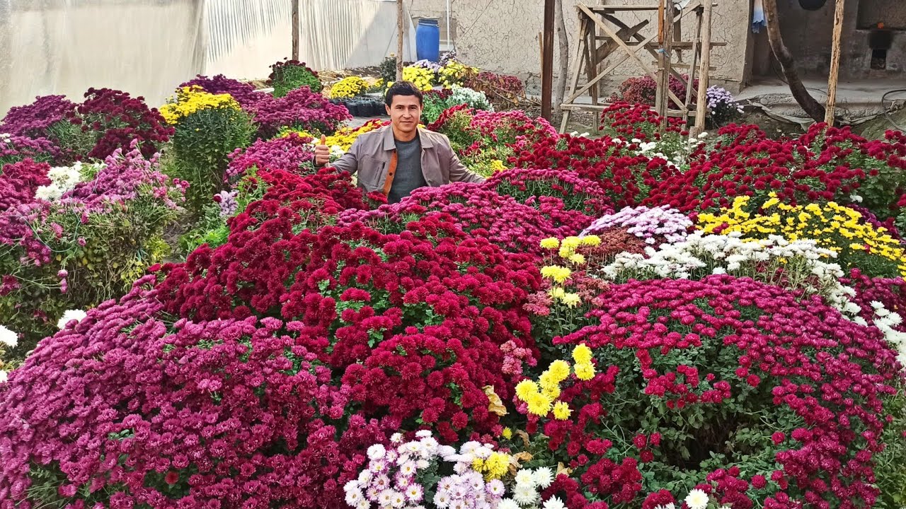 ХРИЗАНТЕМА ГУЛИНИ ЭКИШ ВА КУПАЙТИРИШ 📞939035127 ГУЛЧИЛИК БИЗНЕСИ XRIZANTEMA GULINI O'STIRISH