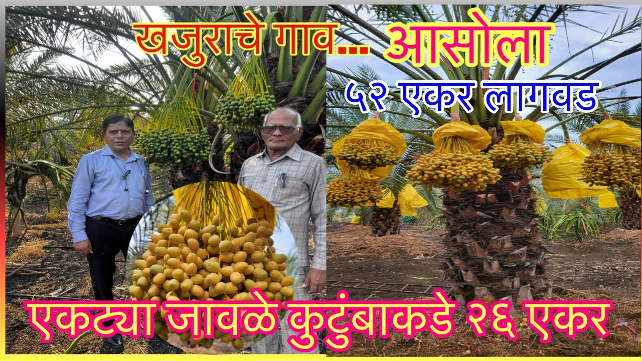 आसोला बनले खजूराचे गांव।खजूर लागवड। मार्केटिंग।Dates Cultivation