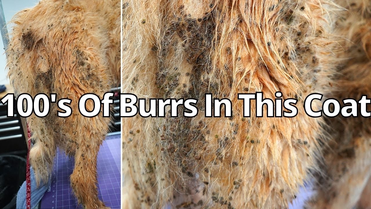 How We Saved This Dog From a Hairy Mess!