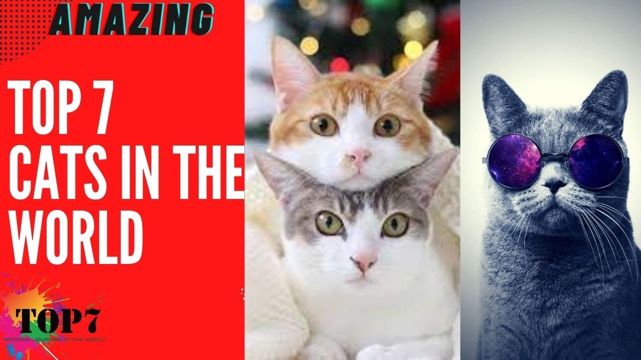 Top 7 Cats In The World | Best Cats Breeds in The World | (Clear Explanation)