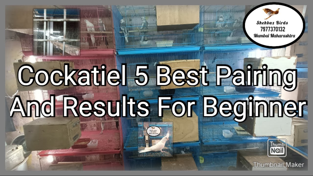 Patchless Cockatiel 5 Best Pairing And Results For Beginner @ShehbazBirds