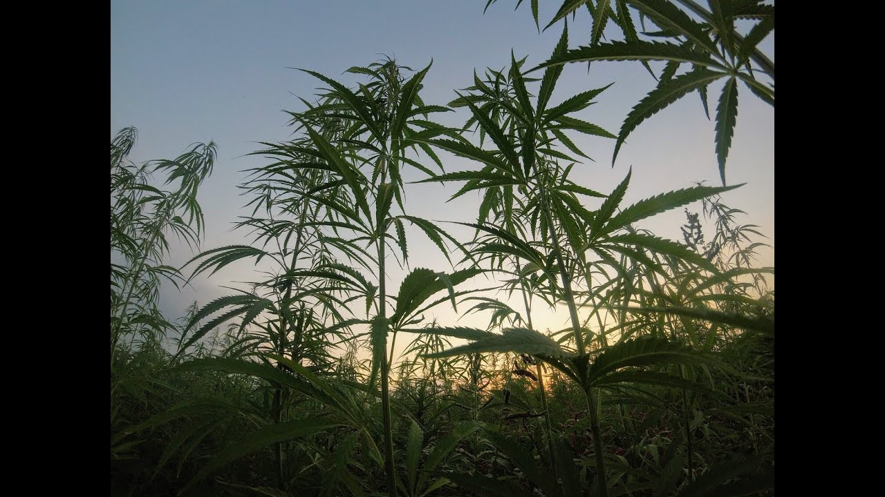 История CANNABIS SATIVA