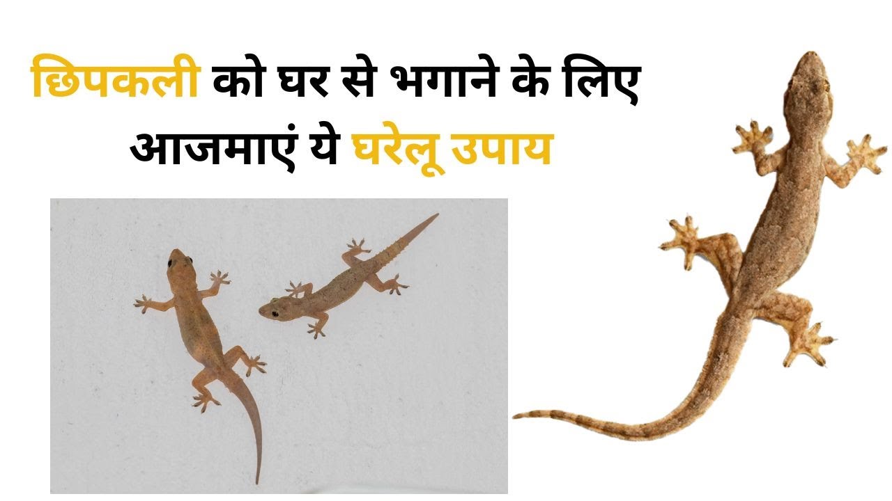 छिपकली को घर से भगाने के घरेलू उपाय/ Lizard Kaise Bhagaye/ Lizard Control Tips