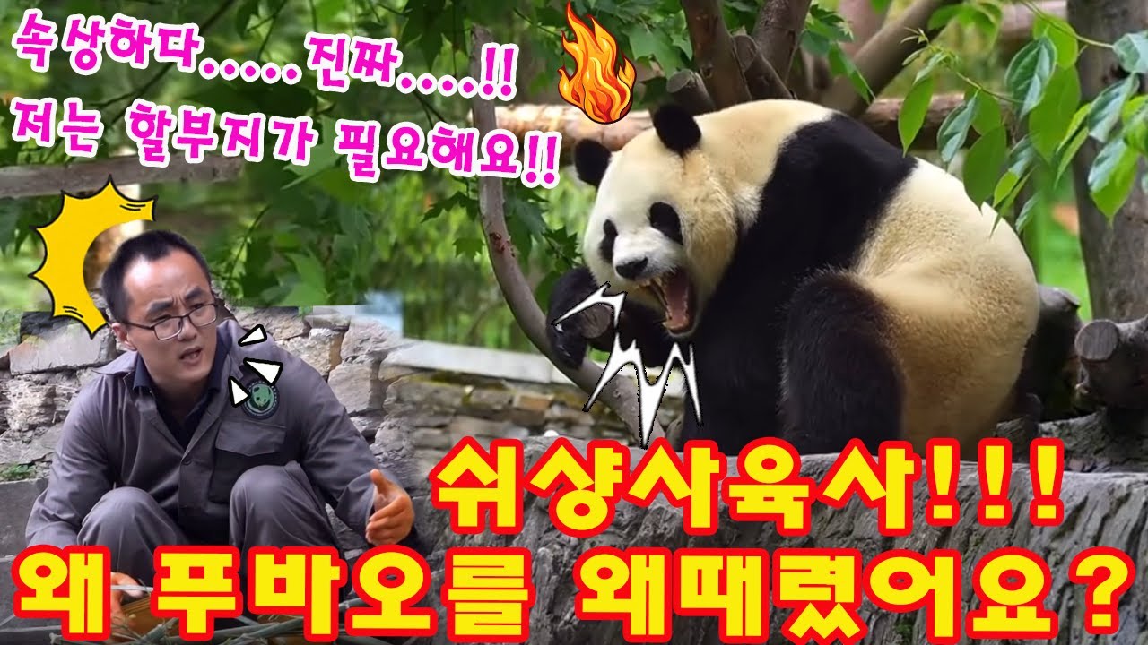 💥미공개 영상!💥 쉬샹사육사가 우리 푸바오 공쥬에게 학대하는 그 진실은? 😡😱 제발 할부지가 푸야를 한국으로 데려올 수 있게 해주세요 🙏🏻🐼