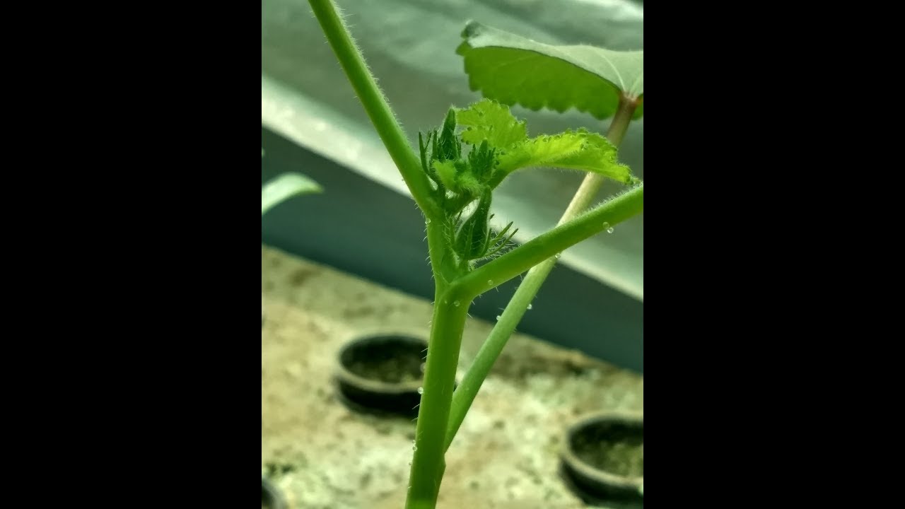 Terrace Aquaponics Gardening in Jaipur Rajasthan updates