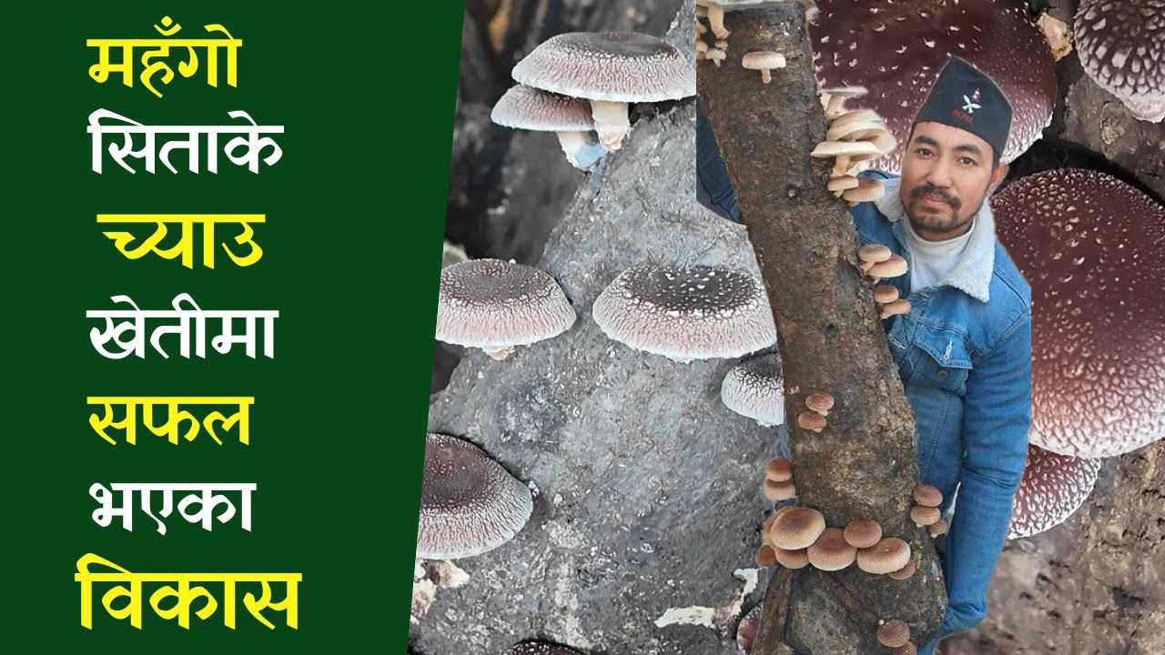 Shiitake Mushroom || यसरी गर्न सकिन्छ सिताके च्याउको खेति || Shiitake Mushroom Farming in Nepal ||