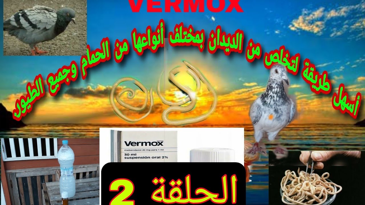 كيفية علاج الحمام من الديدان بطريقة فعالة ومضمونة مئة بالمئة الحلقة 2