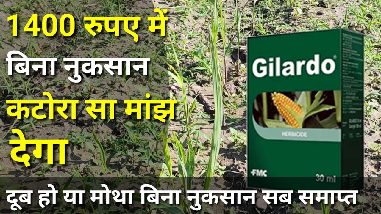 मौथा, दूब या मकड़ा बिना नुकसान एक स्प्रे में सब कुछ समाप्त । FMC gilardo herbicide