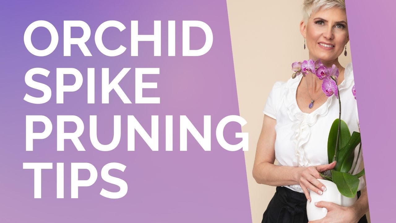 Expert Tips for Pruning Phalaenopsis Orchid Flower Spikes