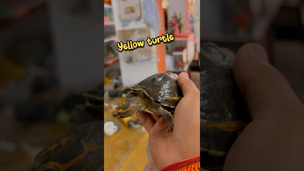 ( Cute yellow turtle 🐢 ) 