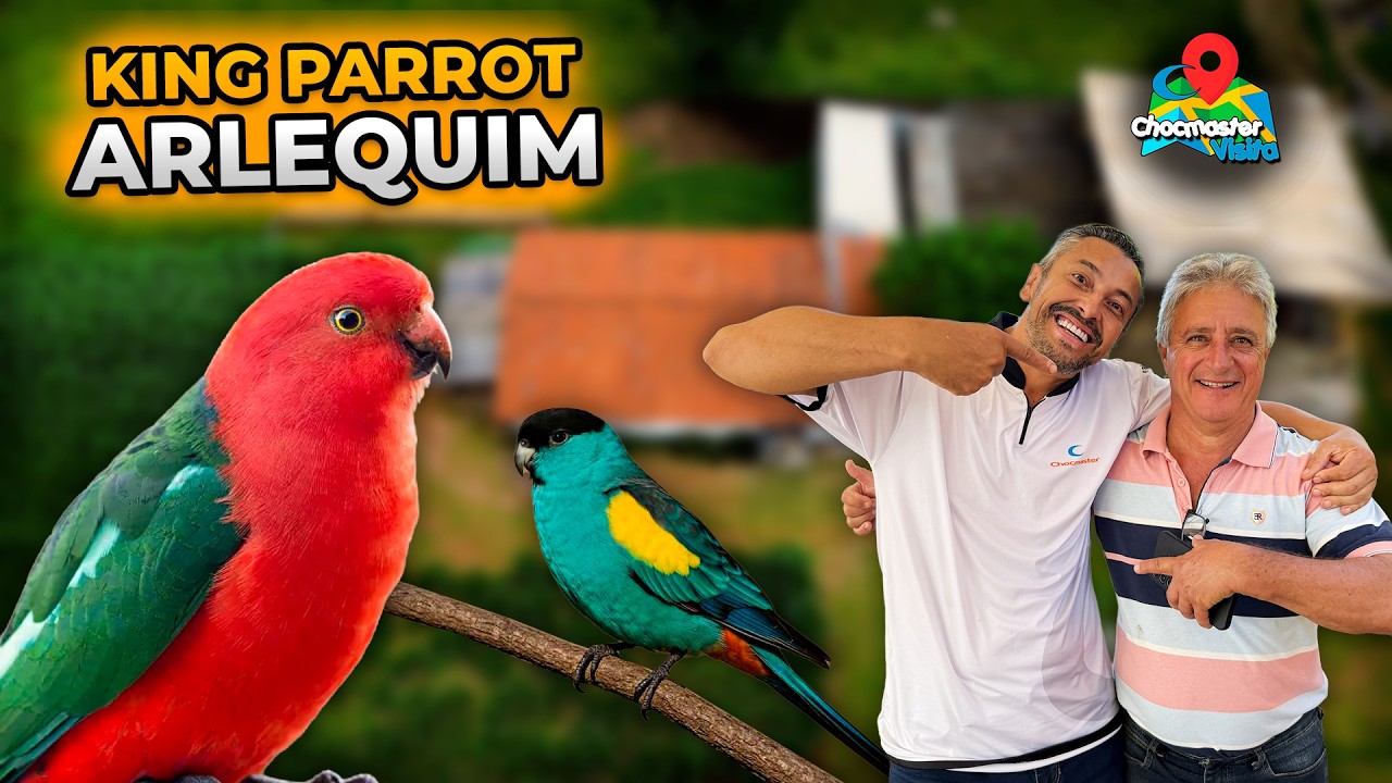 O ÚNICO KING PARROT ARLEQUIM do Brasil - Hooded, Congo, Ring Necks, Roselas - Chocmaster Visita