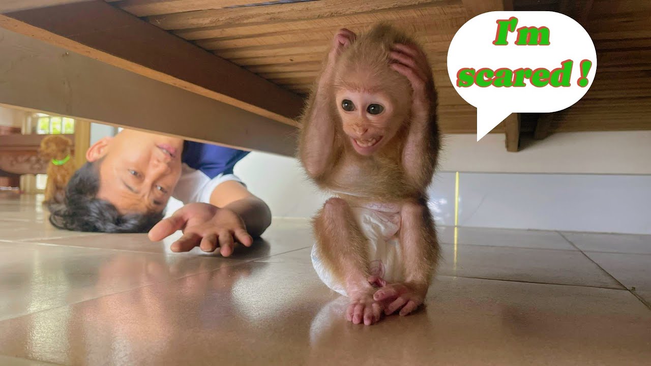 Baby Monkey Lulu Refuses to Go to the Hospital — She’s Terrified of Surgery!