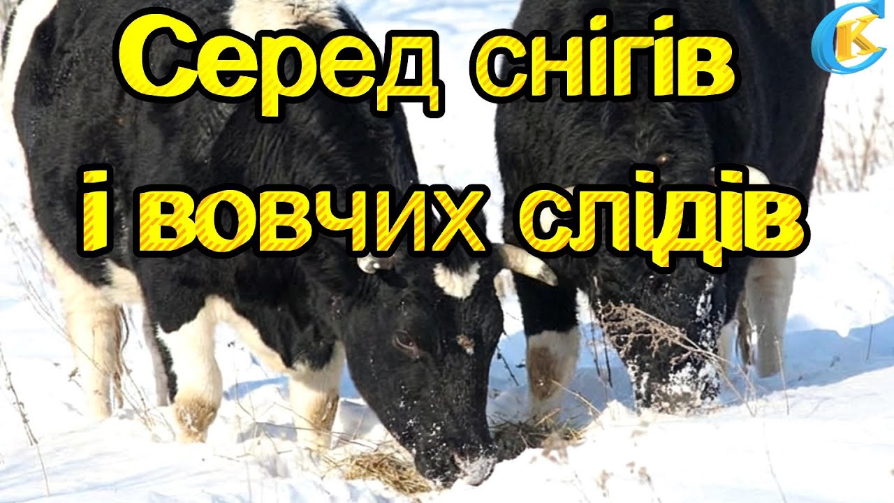 Серед снігів і вовчих слідів: нова історія здичавілого стада