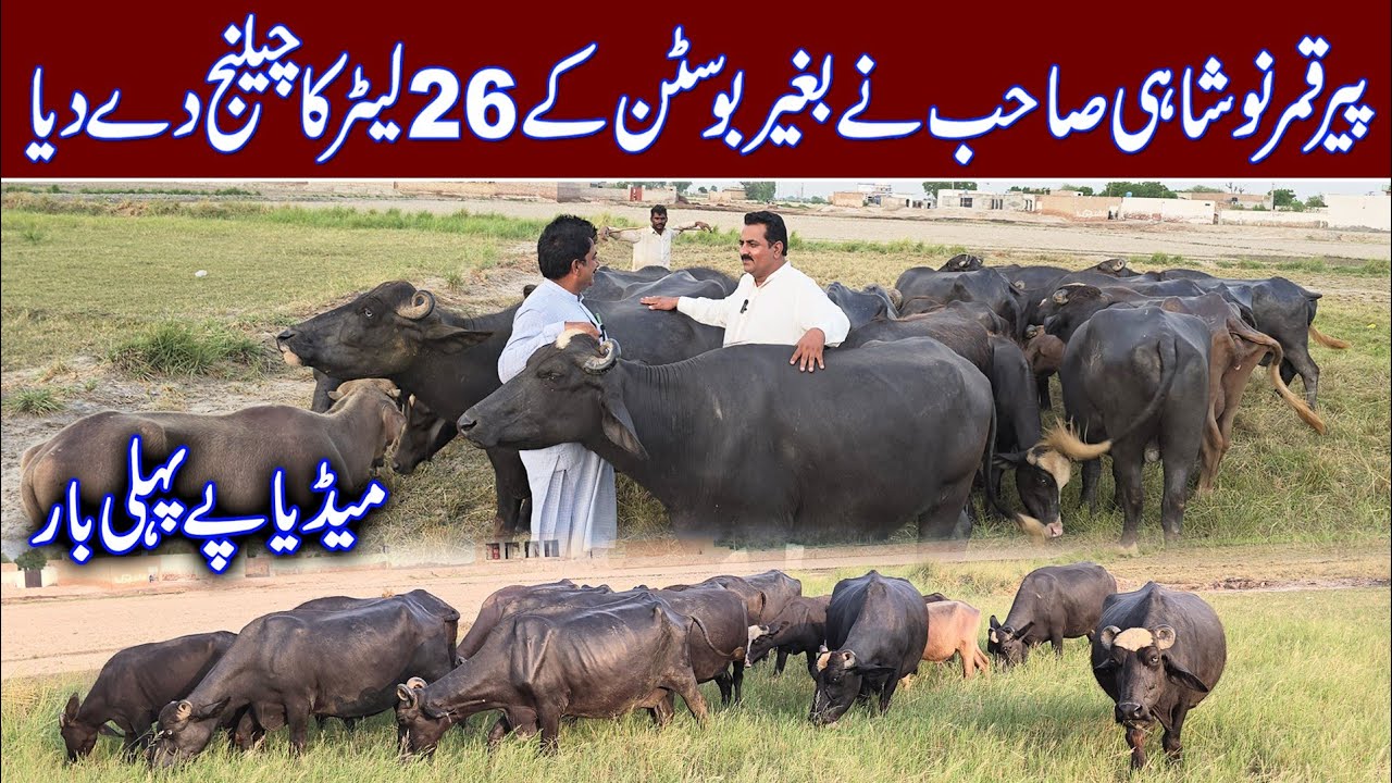 Peer Qamar Noshahi pure nili buffaloes breeding farm | buffalo farming | best high milk buffaloes 
