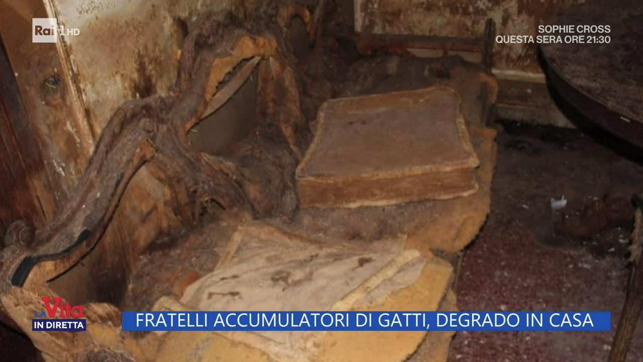 Fratelli accumulatori di gatti - La Vita in Diretta 20/06/2023