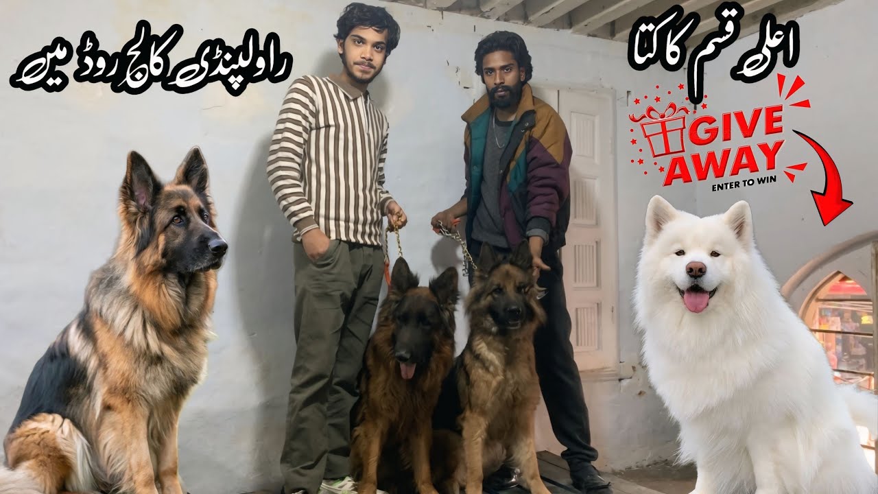 College Road Rawalpindi | GSD Puppy Giveaway And Biggest Offer | Shahzain Animals Vlogs 