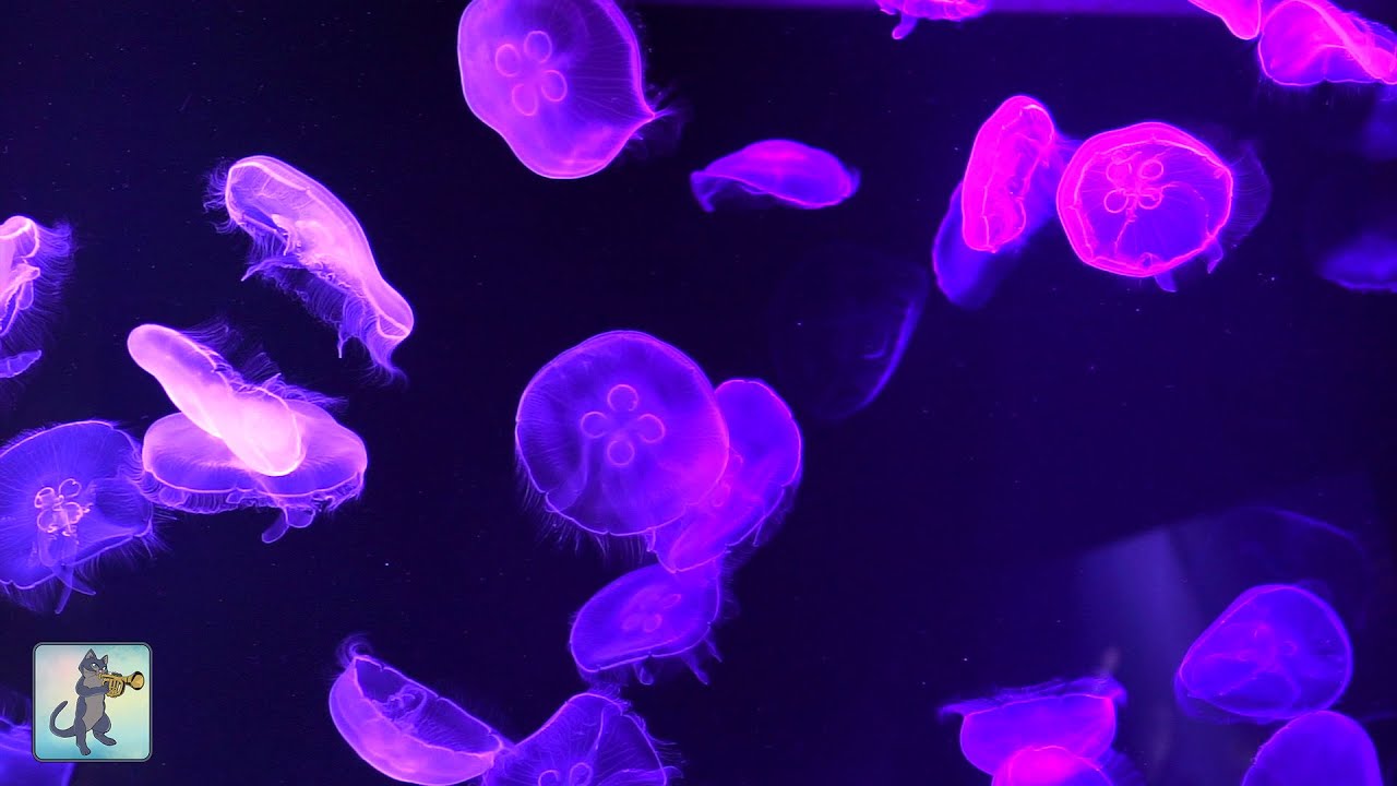 Jellyfish Aquarium ~ Relaxing Music for Sleep, Study, Meditation & Yoga • Screensaver • 6 HOURS